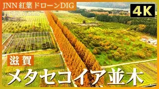 【4K】メタセコイア並木【JNN 紅葉ドローンDIG 2024】｜TBS NEWS DIG