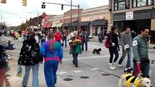 Spooky Pooch Parade 2011