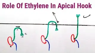 Role Of Ethylene In Apical Hook | Lec. 82 | Plant Physiology