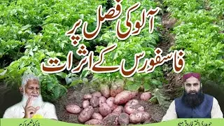 save potato crop from early & late blight  apply fertilizer in potato crop | nidaekisan (Urdu/hindi
