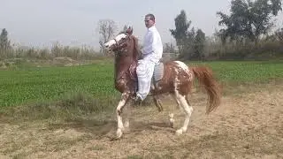 oriental breed in Pakistan 🇵🇰 shani khan's pride horse I am obliged to ride this majestic creature