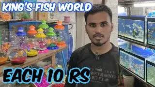 king's fish world hyderabad | fishes offer available in Hyderabad hari bowli X road | aquarium shop