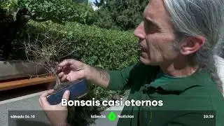 Bonsáis casi eternos. La Sexta-Noticias 04/10/2025