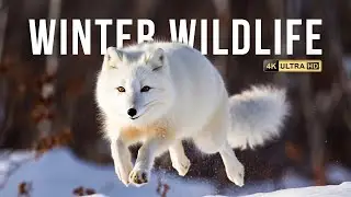 Winter Wildlife Wonders in 4K  Explore Nature's Beauty in the Snow