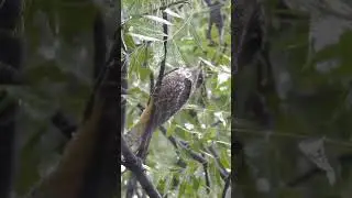 Nalsarovar 🐦🐦🦜🦜 Sanctuary outskirts..ID: European nightjar
