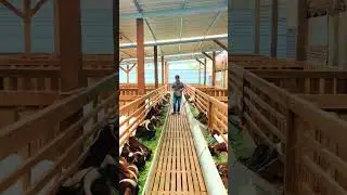 YOU CAN MAKE MONEY FROM GOAT FARMING