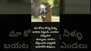 Save Birds in Summer