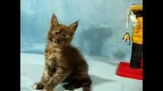Мейн-Кун девочка два месяца питомник Silver Lynx два месяца