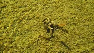 rough skinned newts - RMani