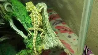 Burglar strikes during Hurricane Irma, even stealing bearded dragon
