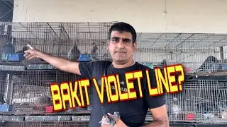 Vlog 131 BAKIT NGA BA VIOLET LINE ANG TAWAG KO|| Master Pogi Banwait TV #indian #animals #tips