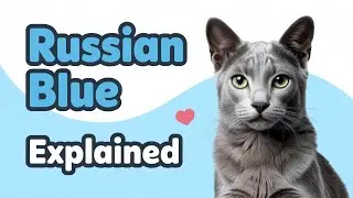 Russian Blue Cat Breed Explained: Personality, Traits & Care