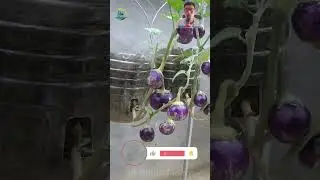 The idea of ​​growing eggplant has never been easier. How to have fruit all year round, do you know?