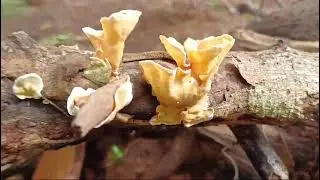 Podoscypha petaloides