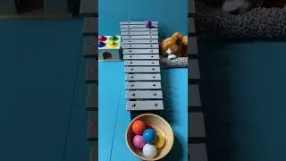 5 minututes of satisfaction, with marbles and colorful cars running on the Xylophone 🔔🎶🤩