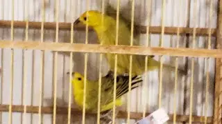 Breeding native canaries #song #fiber #canary