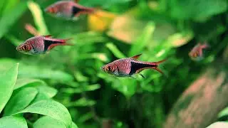 8 Popular Types Of Rasboras You Need To See