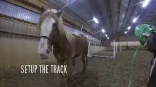 Irish cob colt free jumping for the first time