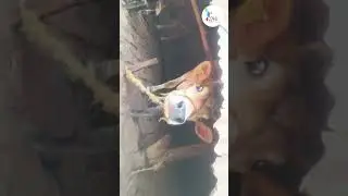 🐄🚶&zwj;♂️ Gaushala Tour | Discover How Cows Are Cared For.