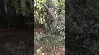 TREE WORK ESTIMATES