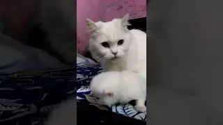 Mom cat licking her kitten😹😍 #kittens #viral #foryou