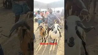 gudur Santa lo sheep price #vinod #nellore #sheep  #gudur #Nelloresheepfarming