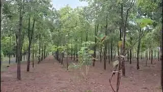 @Harish Property's #farmlandforsale #redsandalfarmlands #viral #property #shorts #villas #farmlands 