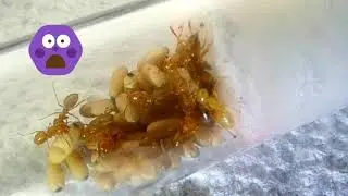Parasitic queens info and care