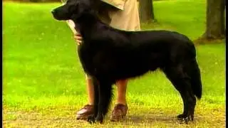 Flat-Coated Retriever - AKC Dog Breed Series