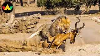 Antelope Documentary | Resilient Warrior in the Fierce Battle for Survival | Wildlife Documentary