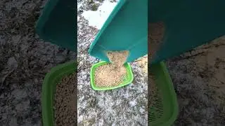 Для чего нужна лопатка в кошачьем лотке