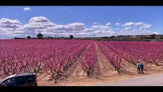 Floración del Melocotón