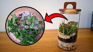 MONTEI UM TERRÁRIO ETERNO (Terrário fechado) COM FITONIAS