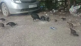 black hen that bayans chickee in home have same cheek nicen #10chicken