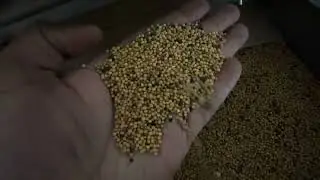 Bestvision on Yellow Mustard +919802870288