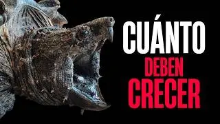 ¿Cuanto debería CRECER mi TORTUGA CAIMÁN al AÑO? - ¿CRECIMIENTO ACELERADO?