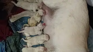Labrador giving birth to puppies. (Frightened because it's her first time simply running of pain).
