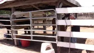 ONE Short: Wild Horses
