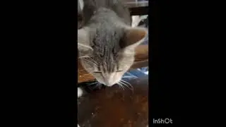 Выбросили умирать в лесу...