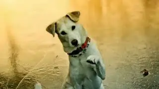 Green screen dog training | Puppy hand shake videoDog funny