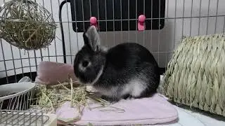チモチモASMR♪