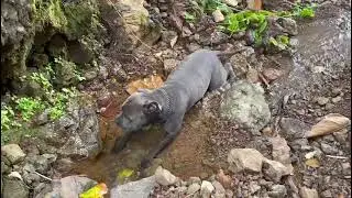 MAX The adorable AmStaff❤️ - taking a needed refreshment to cool down 🥵💦😊