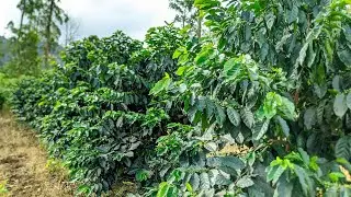 kopi sistem pagar hasil pemotongan batang priode yang ke 2 #kopiarabika