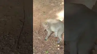 Baby monkey breastfeeding milk