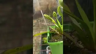 Venus flytrap feeding 43 #plants #garden #flytrap #carnivorousplant #insecteatingplant