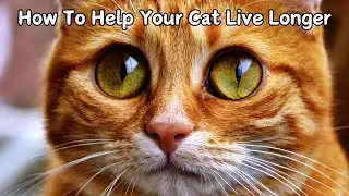 Cat Lifespan - How To Help Your Cat Live Longer
