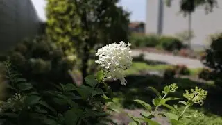 Landscape disign ideas. Contemporary Garden Landscaping Ideas for a Modern Outdoor Look. Gardening