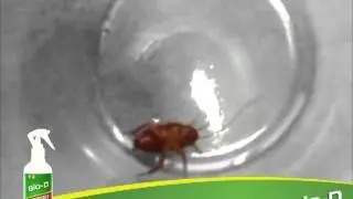 Bio-D Household Insect Control Spray - Control Cockroach Problems the Green Way