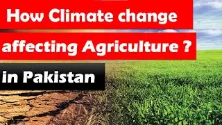 How Climate Change is affecting Agriculture in Pakistan @Matureminds
