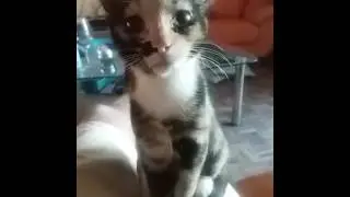 Cat Sleeping Fail